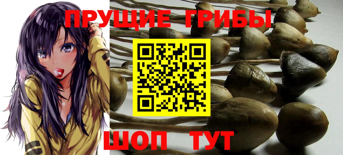 Богородицк  Галлюциногенные грибы MAGIC MUSHROOMS  Псилоцибиновые грибы GOLDEN TEACHER  Вход с VPN 
